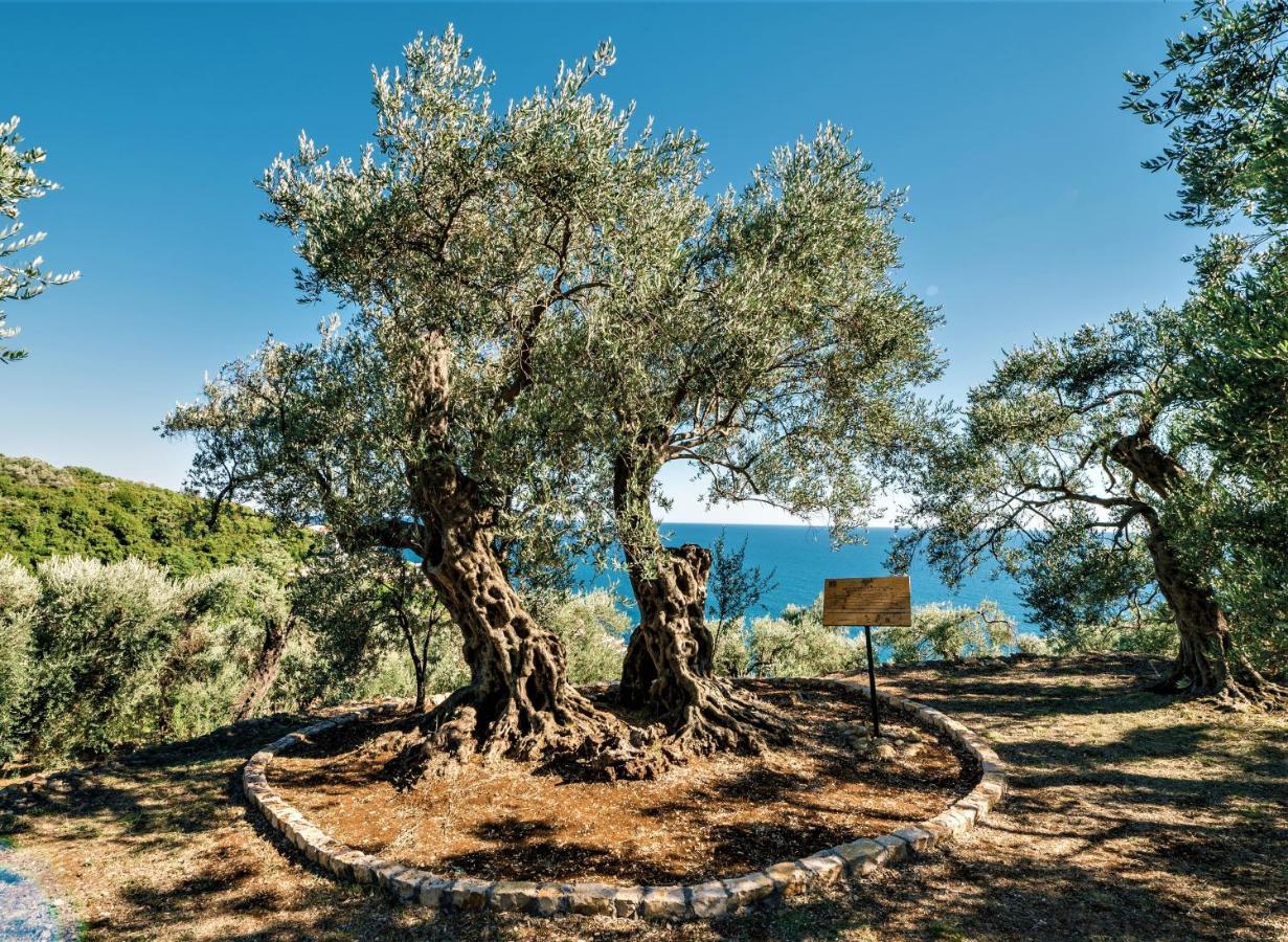 Holiday Park Olive Tree Ulcinj Eksteriør bilde